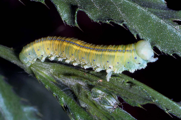 bruco giallo (Cimbicidae)